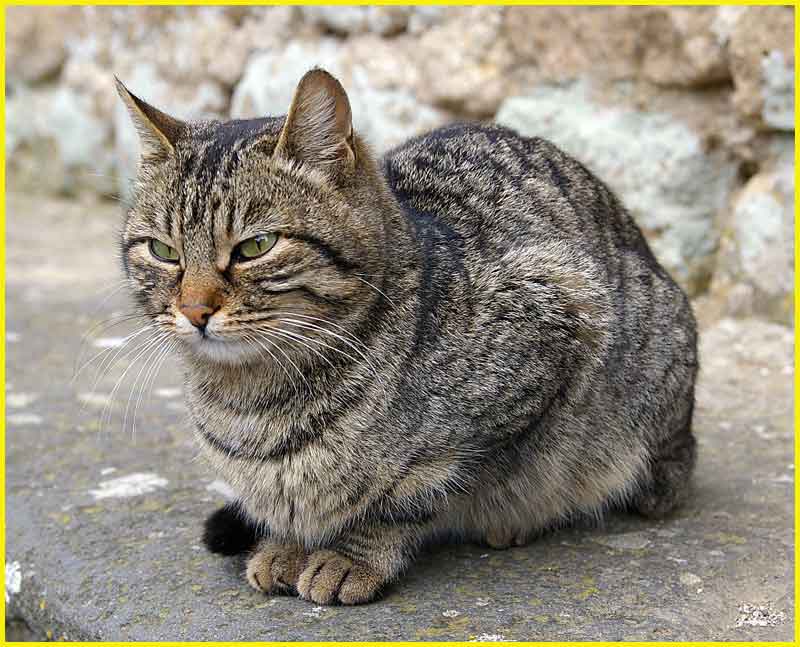 I Gatti di Civita di Bagnoregio