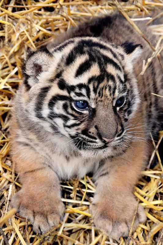 Bioparco “La Cucciola ha un nome “Kala”