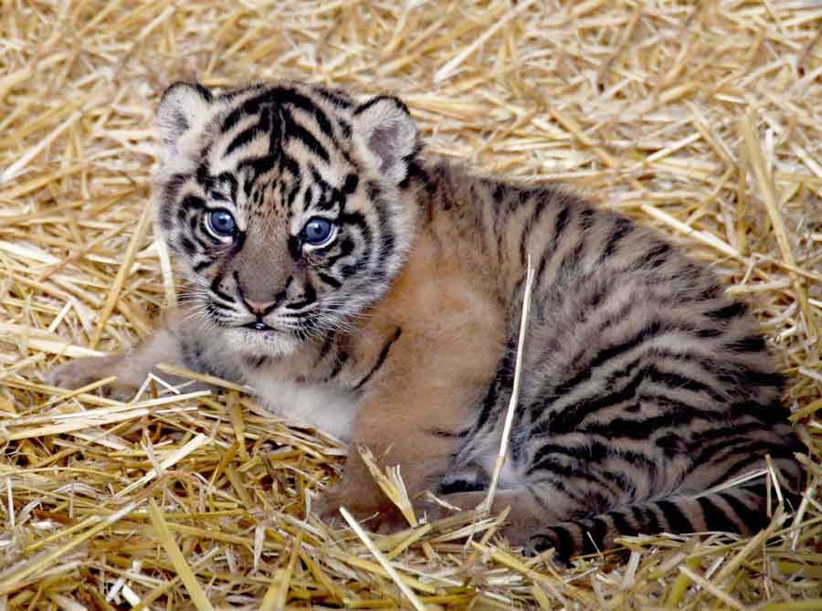 Bioparco “La Cucciola ha un nome “Kala”