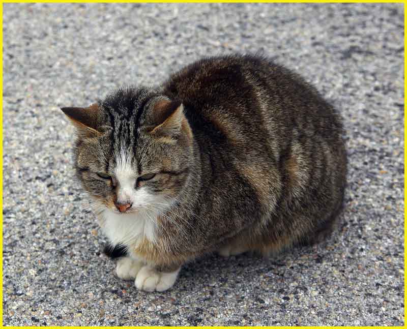 I Gatti di Civita di Bagnoregio