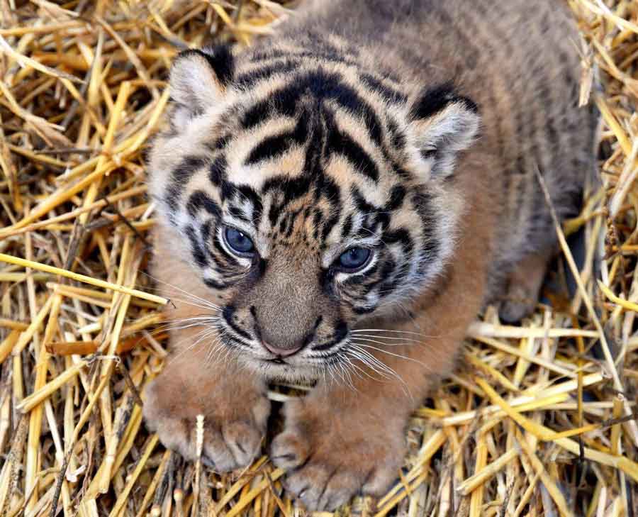 Bioparco di Roma “Diamo un nome alla cucciola”.