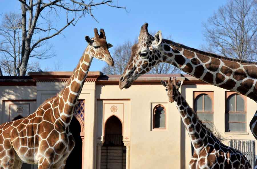 Bioparco di Roma “Giornata Fauna Selvatica”.