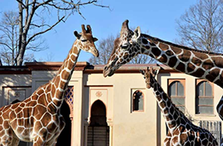 Bioparco di Roma il Carnevale con gli animali.