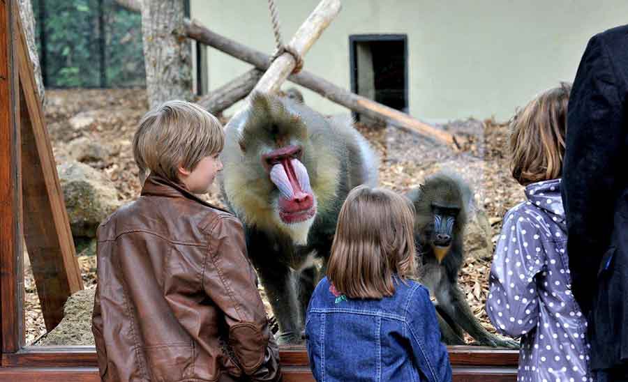 Bioparco di Roma il Carnevale con gli animali.