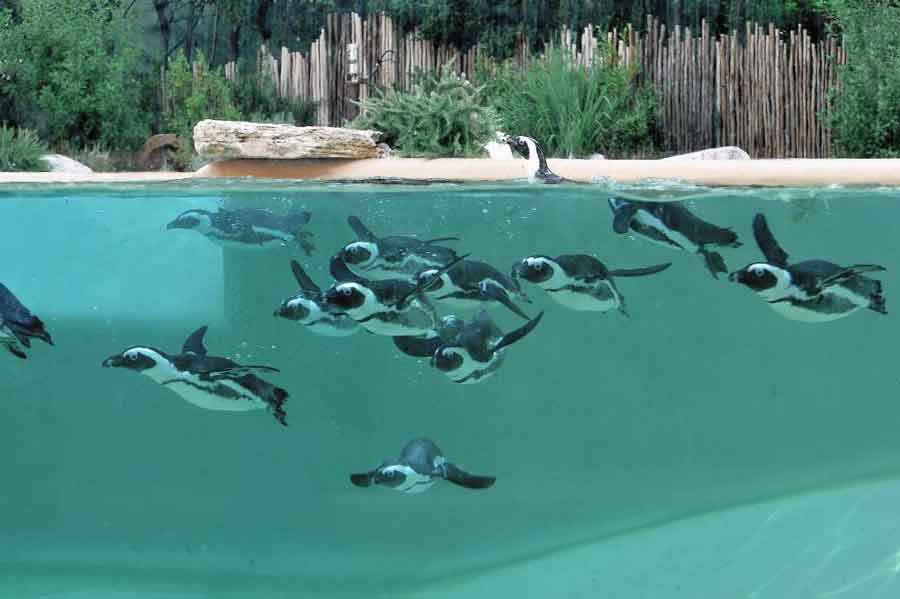 Bioparco di Roma “Giornata Fauna Selvatica”.