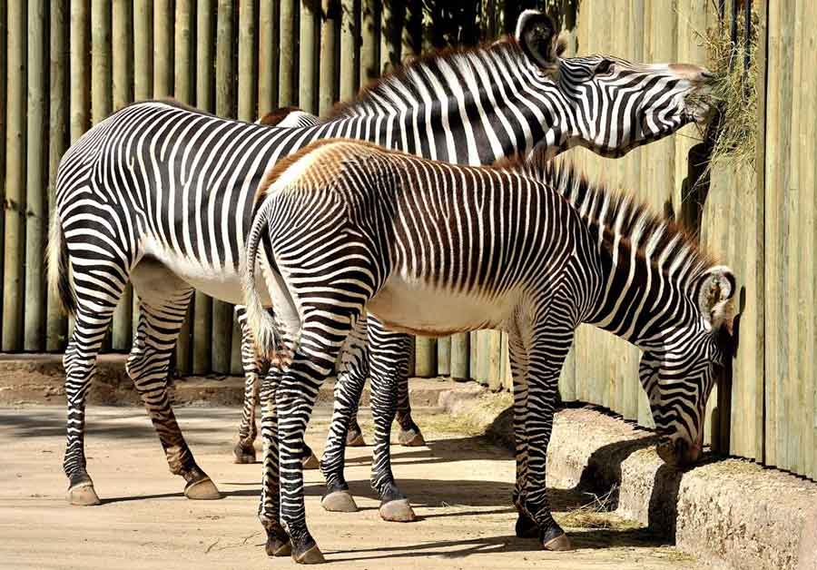 Bioparco di Roma il Carnevale con gli animali.