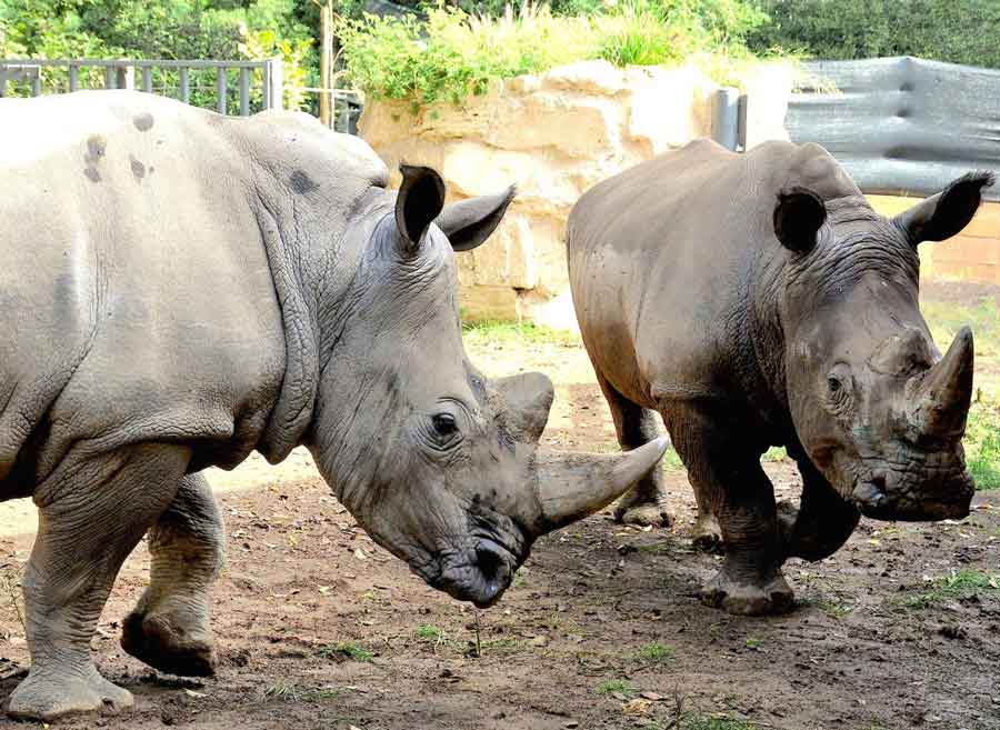 Bioparco di Roma “Giornata Fauna Selvatica”.