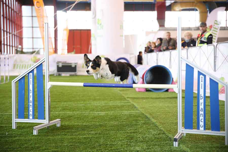 Quattrozampe in Fiera “Pet-friendly a Roma