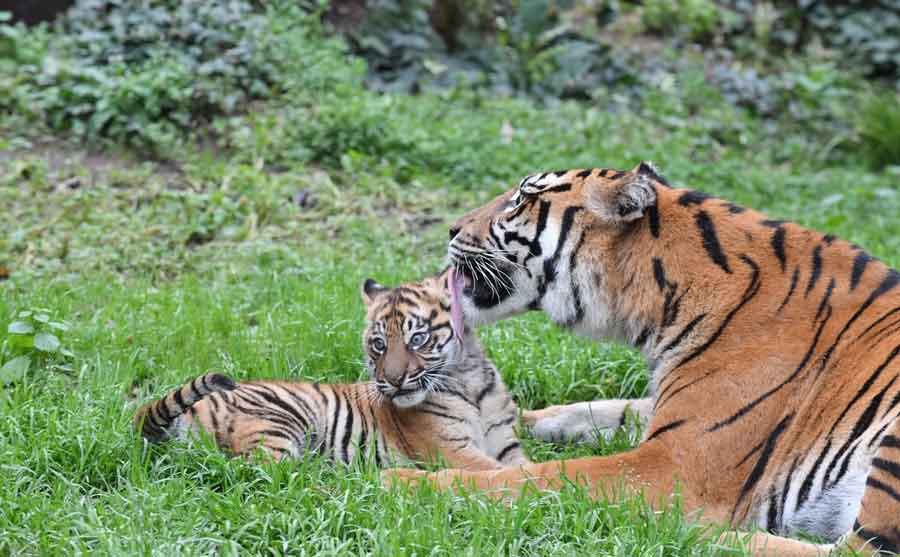 Kala la cucciola di Sumatra è visibile.